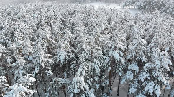 Flying Over a Snowy Winter Forest on a Sunny Day