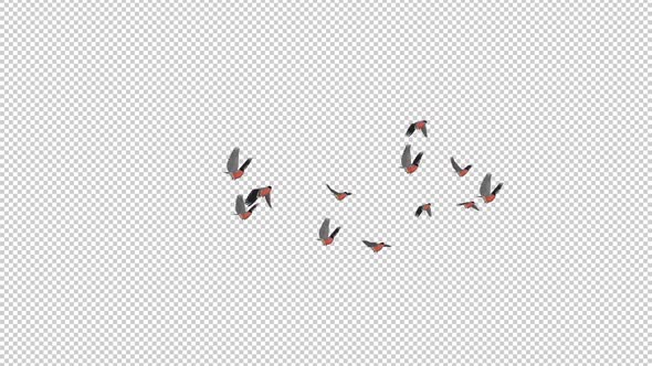 Bullfinch Birds - Flock of 12 - Flying Transition - Alpha Channel alt