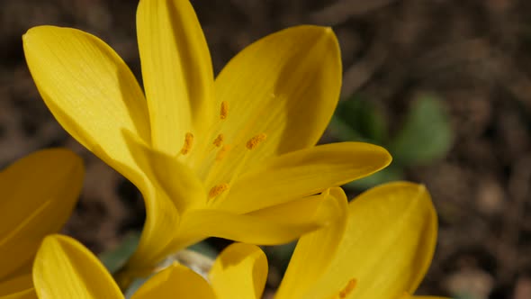 Garden with  lily-of-the-field close-up  4K 2160p 30fps UltraHD footage - Shallow DOF yellow crocus 