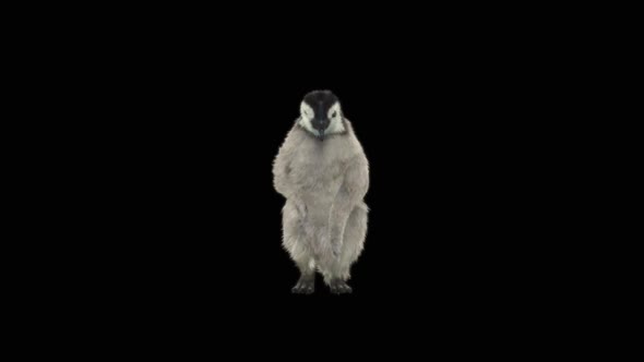 Penguin Dancing HD