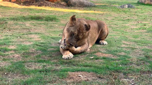 Closeup Portrait of a Lioness Licking Her Paw Lying on the Lawn