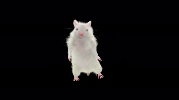 Rat Dancing 4K