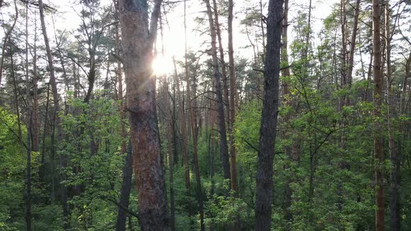 Wild Forest Landscape on a Summer Day