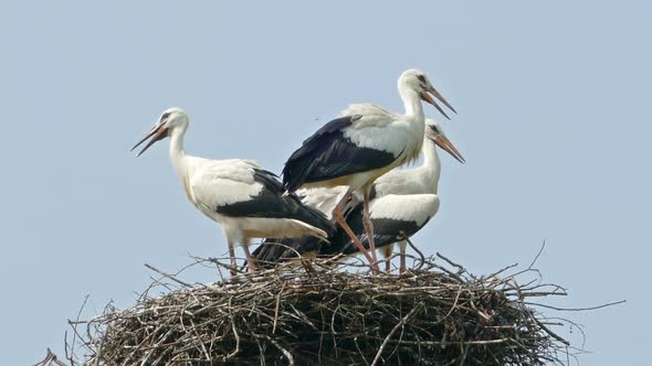 Stork Family in the Nest