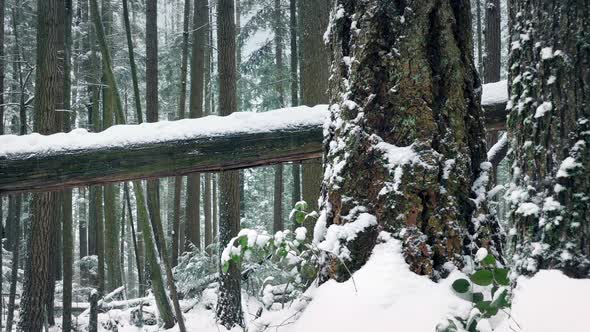 Passing Trees Buried In The Snow