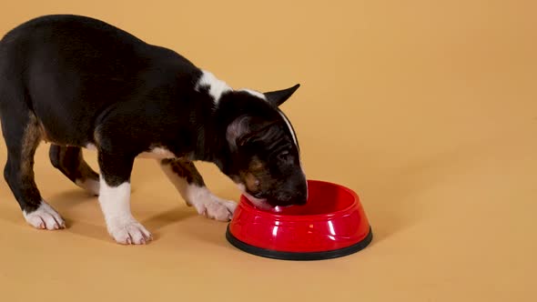 Funny Brown White Bull Terrier Puppy Runs Up To a Red Bowl and Eats Food