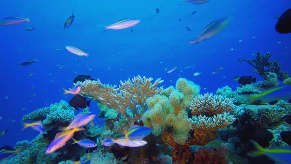 Underwater Tropical Reef Ambience