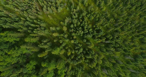 View From Above on Alaskan Forest