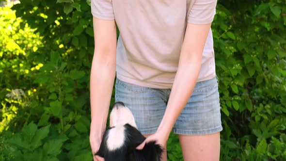 Smiling Young Attractive Woman Stroking Playing with Cute Puppy Dog Border Collie on Summer Outdoor