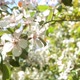 Apple Blossom - VideoHive Item for Sale