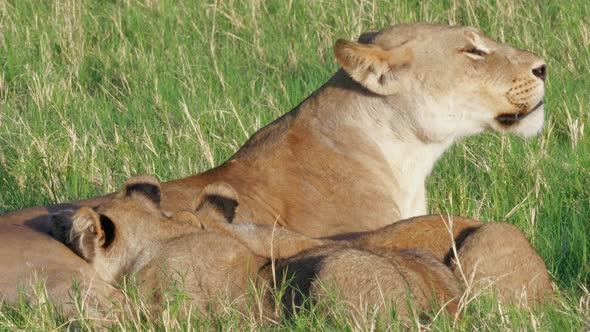 Beautiful Mother Lioness with Her Young Cubs Suckling, Savuti, Botswana