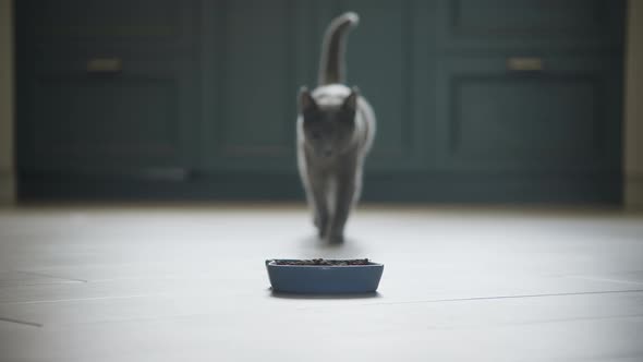 Russian Blue Breed Domestic Cat Walking Into Focus to in Slow Motion to Eat Her Meal