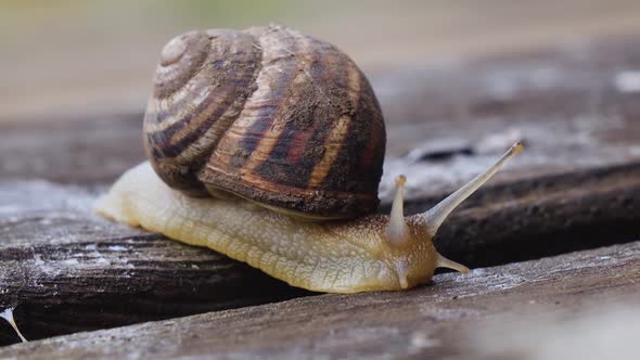 Macro of Beautiful Snail Crawling in Nature. Close Up