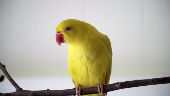 Blue eyed yellow Indian ring neck standing on a branch