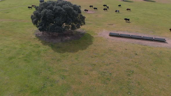 Holm Oak and bulls on a farm, drone shoots