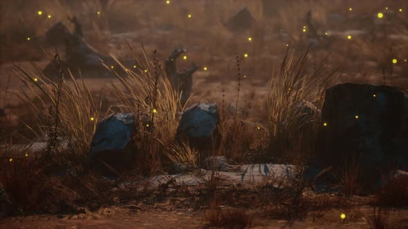 Fireflies Above Dry Grass and Stones at Sunset