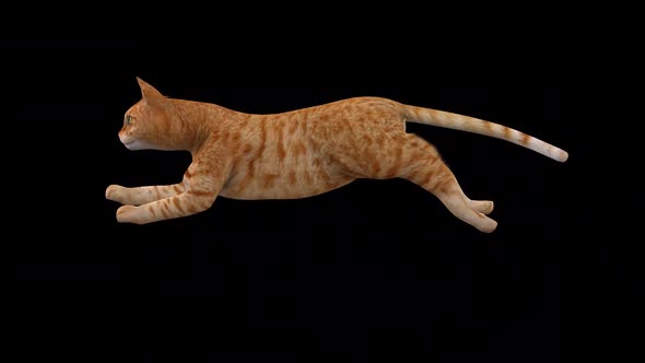 Cat Yellow Run View From Side alt