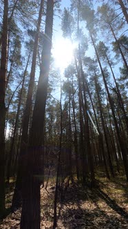 Vertical Video of the Forest Landscape Slow Motion