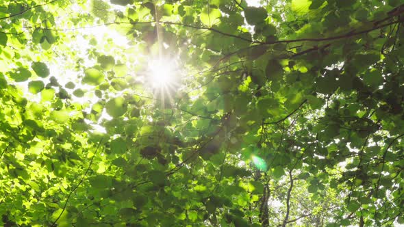 Sun's Rays Make Their Way Through Foliage of Trees in Summer Forest