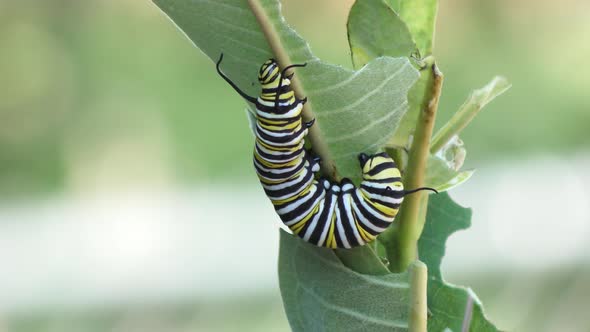 Monarch Butterfly Caterpillar Feeding On Milkweed Plant