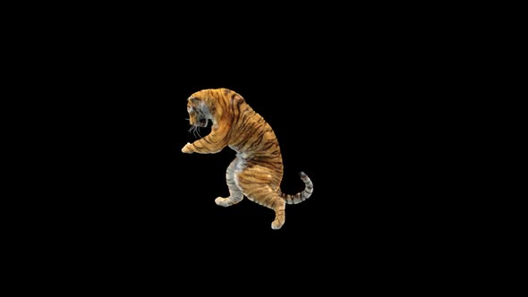 Tiger Dancing HD