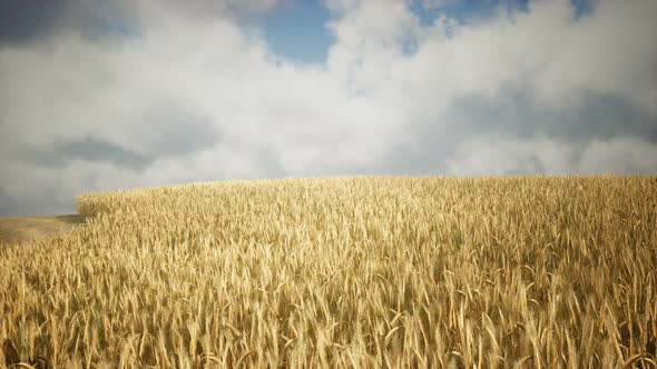 Ripe Yellow Rye Field Under Beautiful Summer Sunset Sky with Clouds alt