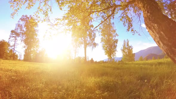 Sunny Rural Meadow at Mountain Landscape with Green Grass Trees and Sun Rays