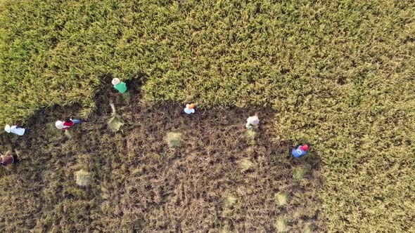 Aerial Harvesting Rice