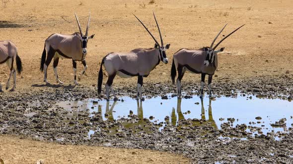 Gemsbok Antelopes Drinking Water - Kalahari Desert