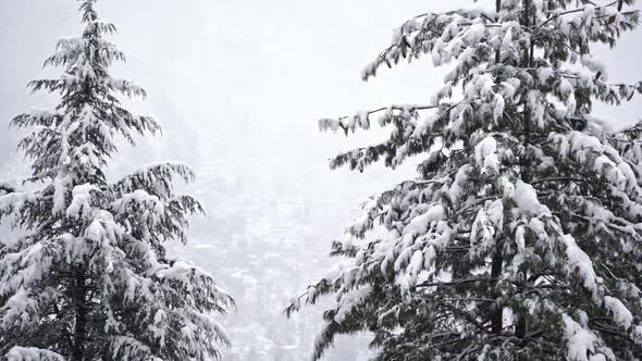 Tilt Shot of a Evergreen Tree Covered with Snow During Winters