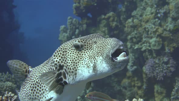 Fish Arothron Stellatus of the Tetraodontidae Family