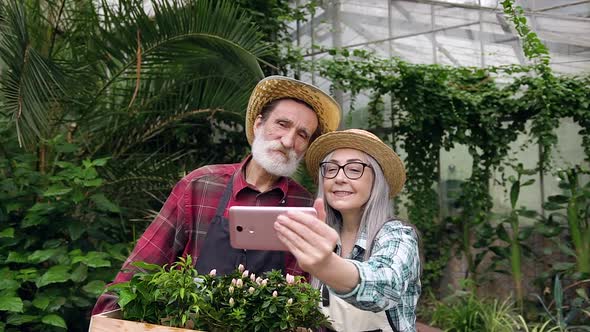 Elderly Couple in Straw Hats Standing in Greenhouse and Making Photo on Phone