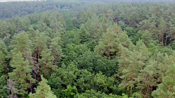 Green scenery. Tops of trees. Mixed trees of the forest in the morning.