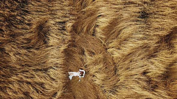 A Couple in Love Lies in a Field of Spikelets Aerial View