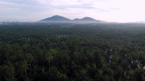 Aerial view oil palm plantation in morning