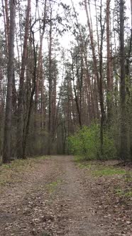 Vertical Video of a Road in the Forest Slow Motion