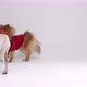 Two funny dressed dogs - VideoHive Item for Sale
