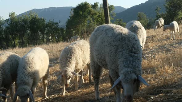 Sheep Grazing