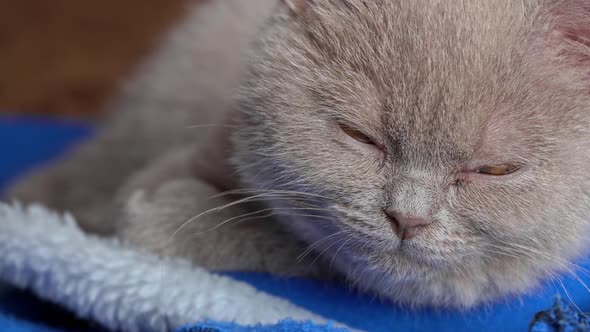 Gray Thoroughbred Soapy Kitten Lies on the Bed and Falls Asleep