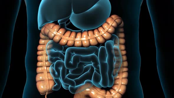 Human digestive system, 3D animation rotational animation showing the male colon