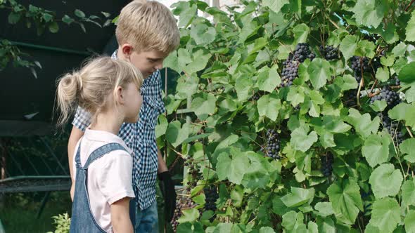 Little Children Standing Near Grape Vine