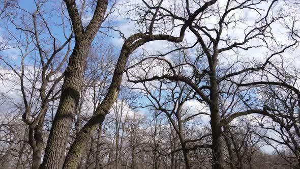 Forest with Trees Without Leaves During the Day