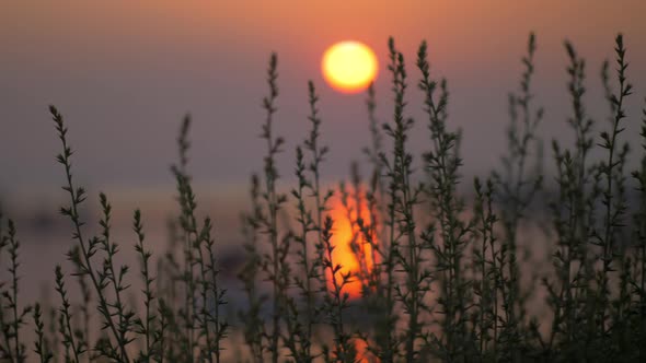 Looking at Sunset Over Sea Through the Grass