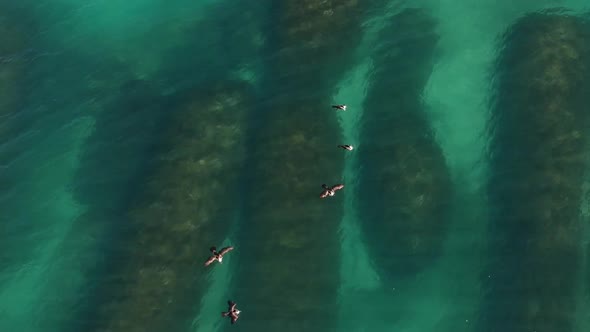 Aerial footage of sea birds sitting above feeding above an artificial reef