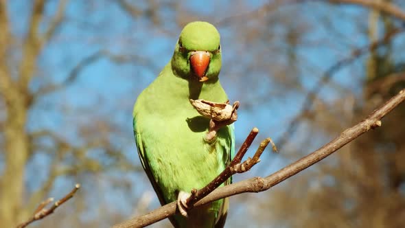 Close-up of a Ring neck Parakeet