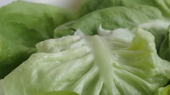 Tilting over Lactuca sativa lettuce  leaves 4K footage