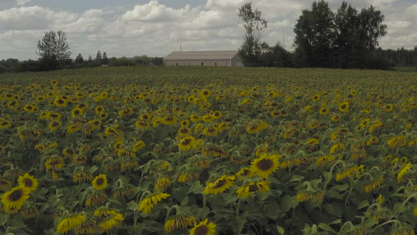 Aerial flight pushing forward over Sunflowers in field beyond farm shed