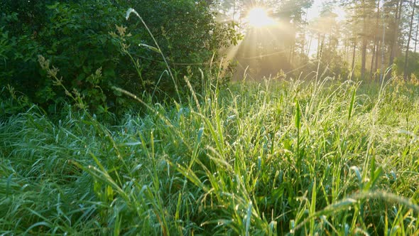 Camera Rises From the Wet Green Grass, Sunny Foggy Morning in the Forest, Magnificent Sunrise