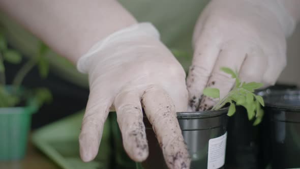 Sowing Seedlings In Pots