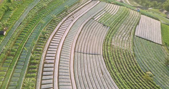 Aerial birds eye shot of several plantation with growing vegetables on mountain of Indonesia - Butuh